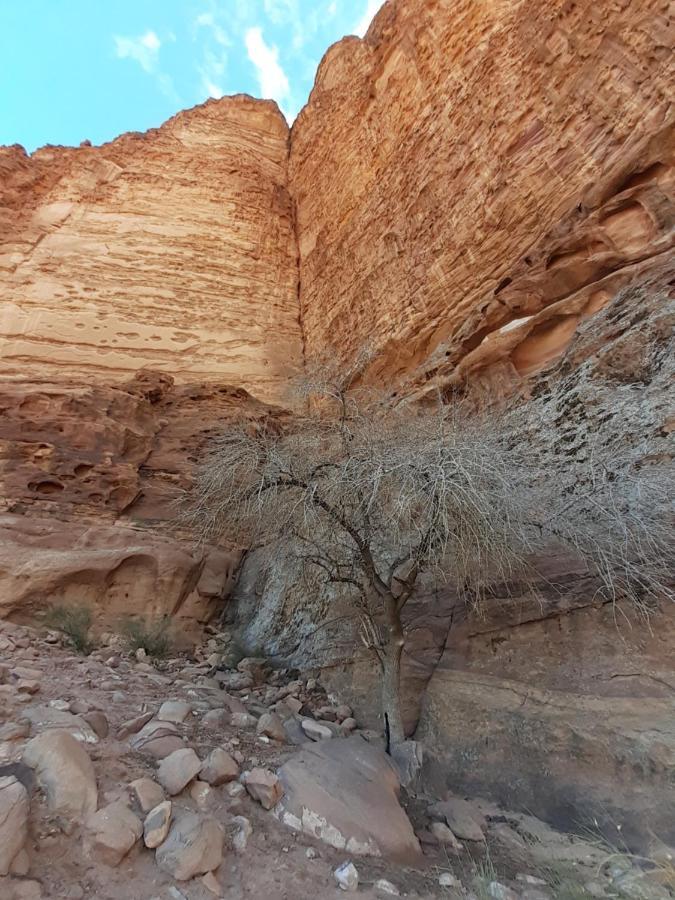 Wadi Rum Moon Light Camp Exteriör bild